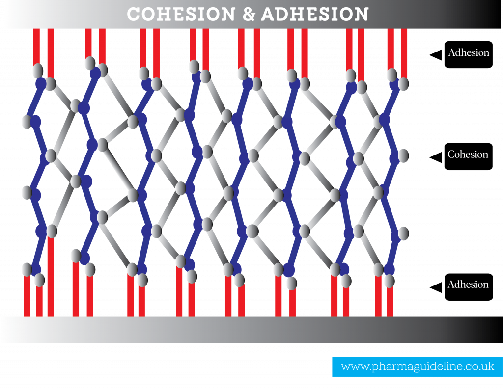 granulation, Adhesion and Cohesion